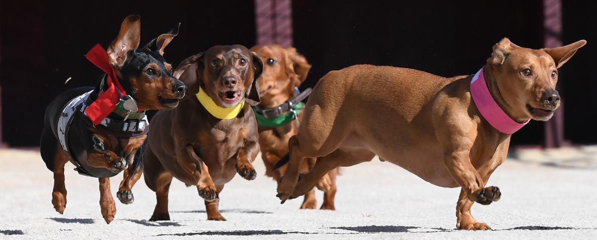 Weiner Fest 2017 31.jpg